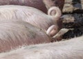 Tails with a curl of a domestic pig Royalty Free Stock Photo