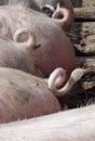 Tails with a curl of a domestic pig Royalty Free Stock Photo
