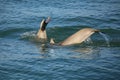 Tails of diving Common bottlenose dolphins Royalty Free Stock Photo
