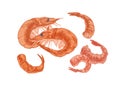 Tails and heads of pink fleshy shrimps and prawns. Hand-drawn seafood isolated on white background. Sea or ocean