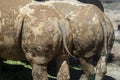 Tails and hind torso of two African rhinos. Wild african animals