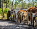 Horse Tails in a Row Royalty Free Stock Photo