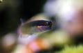 Tailspot blenny - Ecsenius stigmatura Royalty Free Stock Photo