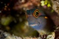 tailspot coralblenny fish Royalty Free Stock Photo