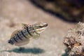 Tailspot goby Royalty Free Stock Photo