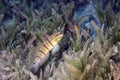 Tailspot goby Royalty Free Stock Photo