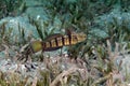 Tailspot goby (amblygobius albimaculatus) in the Red Sea. Royalty Free Stock Photo