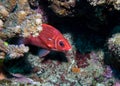 Tailspot Squirrelfish hiding behind a rock. Royalty Free Stock Photo