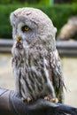 Taimed owl Royalty Free Stock Photo