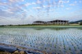 Tainan Liujia Linfengying, Taiwan - January 26, 2018: Linfengying farm in winter and surrounded with paddy field, taxodium distich Royalty Free Stock Photo