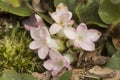 Tainted pink flowers of trailing arbutus at Valley Falls Park.