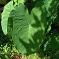 Taioba plant that you can eat the leaf Royalty Free Stock Photo