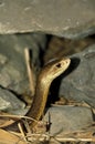 Taipan Snake, oxyuranus scutellatus, Venomous Snake in Australia Royalty Free Stock Photo