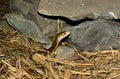 Taipan Snake, oxyuranus scutellatus, Venomous Snake in Australia Royalty Free Stock Photo
