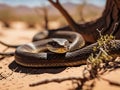 A taipan snake is resting under a tree while observing its prey during the day