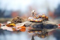 taipan snake warming on a river stone