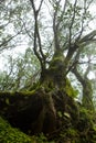 Taipei, mountains, forest trail, forest, green trees, fresh air