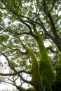 Taipei, mountains, forest trail, forest, green trees, fresh air