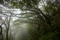 Taipei, mountains, forest trail, forest, green trees, fresh air