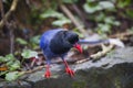 Taipei, suburbs, forest, birds, Taiwanese blue magpie