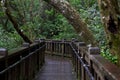 Taipei, suburbs, Yangmingshan, mountain, forest trail, forest, trail