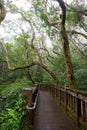 Taipei, suburbs, Yangmingshan, mountain, forest trail, forest, trail