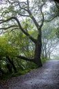 Taipei, suburbs, Yangmingshan, mountain, forest trail, forest, trail