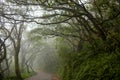 Taipei, suburbs, Yangmingshan, mountain, forest trail, forest, trail