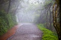 Taipei, suburbs, Yangmingshan, mountain, forest trail, forest, trail