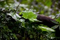 Taipei, Yangmingshan, forest, trail, wild grass, forest trail