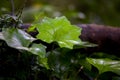 Taipei, Yangmingshan, forest, trail, wild grass, forest trail