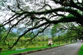 Taiping Lake Gardens Royalty Free Stock Photo