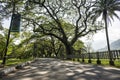 Old birch tree with long branches along Taiping Lake Garden, Taiping, Malaysia Royalty Free Stock Photo