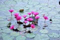 Pink Lotus of  Taiping Lake Garden, Malaysia Royalty Free Stock Photo