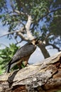 Taita Falcon, Taita valk, Falco fasciinucha Royalty Free Stock Photo