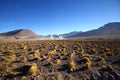 Taito Geysers in Atacama desert