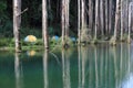 Taiwan Addict Forest Damming Lake