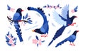 Taiwan azure magpie. Set exotic birds of Taiwan and of Asia. Urocissa caerulea. Cute Blue cartoon bird a in different