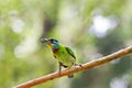 Taiwan Barbet,Megalaima nuchalis Royalty Free Stock Photo