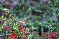 A Taiwan Barwing stands on a pyracantha branch covered with red berries. Royalty Free Stock Photo