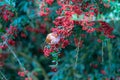 A Taiwan Barwing stands on a pyracantha branch, holding a fruit in its mouth. Royalty Free Stock Photo