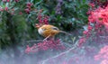 A Taiwan Barwing stands on a pyracantha branch, holding a fruit in its mouth. Royalty Free Stock Photo