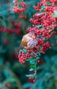 A Taiwan Barwing stands on a pyracantha branch, holding a fruit in its mouth. Royalty Free Stock Photo