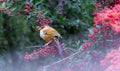 A Taiwan Barwing stands on a pyracantha branch, holding a fruit in its mouth. Royalty Free Stock Photo