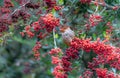 A Taiwan Barwing stands on a pyracantha branch, holding a fruit in its mouth. Royalty Free Stock Photo