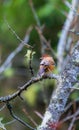 A Taiwan Barwing stands on a pyracantha branch. Royalty Free Stock Photo