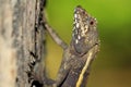 Taiwan beauty - Endemic Species - Taiwan climbing wooden lizard