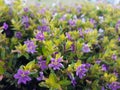 Taiwan Beauty ornamental plants with purple flower