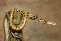 Taiwan Beauty Rat Snake on Brown