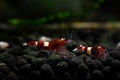 Taiwan bee red wine shrimp aquarium pets Royalty Free Stock Photo